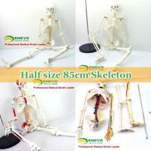 Anatomia de esqueleto humana plástica dos modelos de ensino com modelo dos nervos